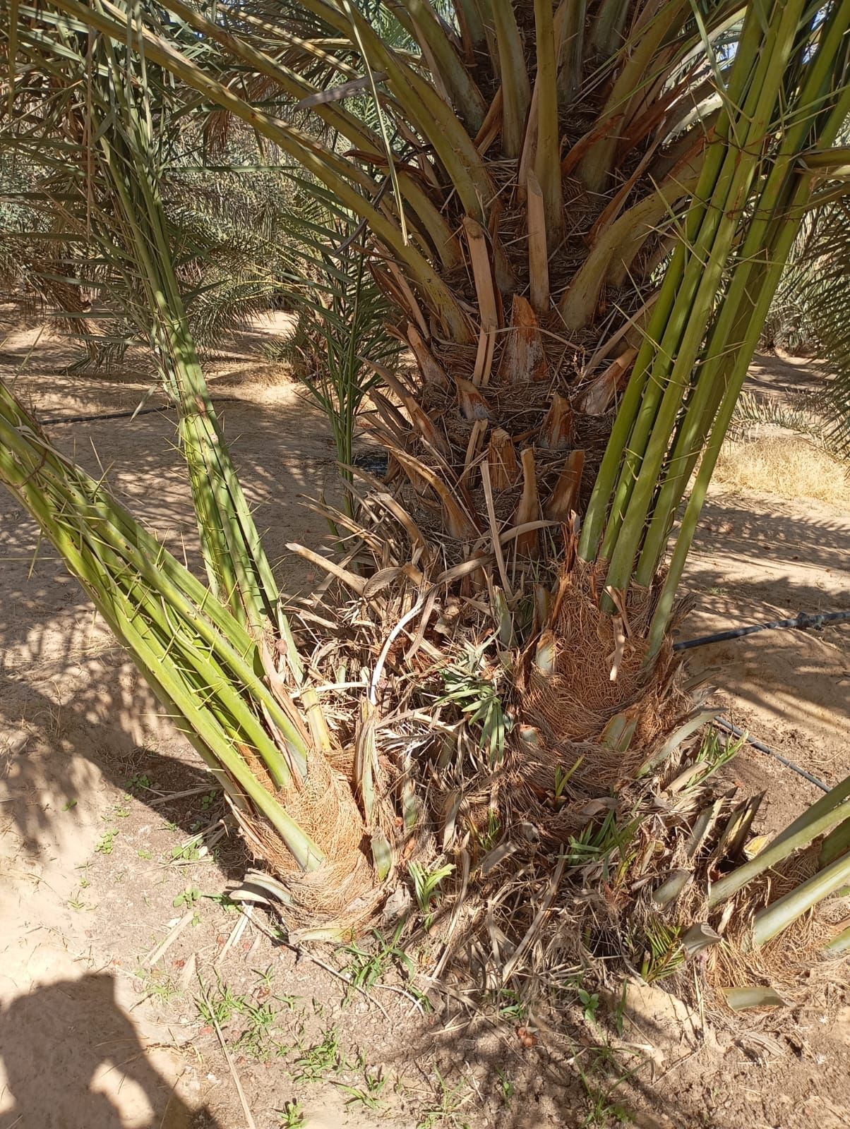 يوجد لدينا جميع انواع النخيل فسائل فروخ مجدول وخلا