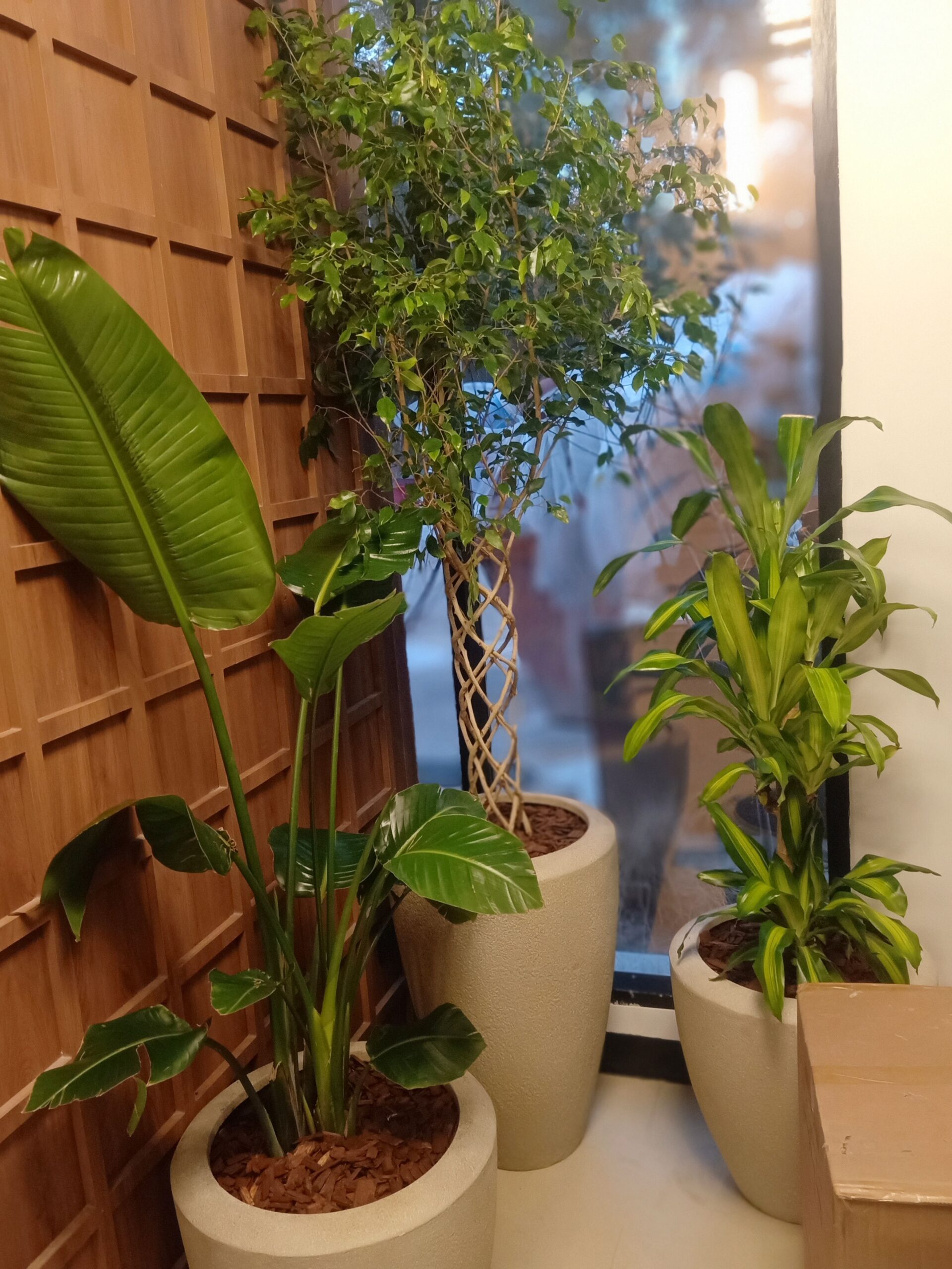 مشتل زراعي الرياض حي الملقا طريق الملك سلمان