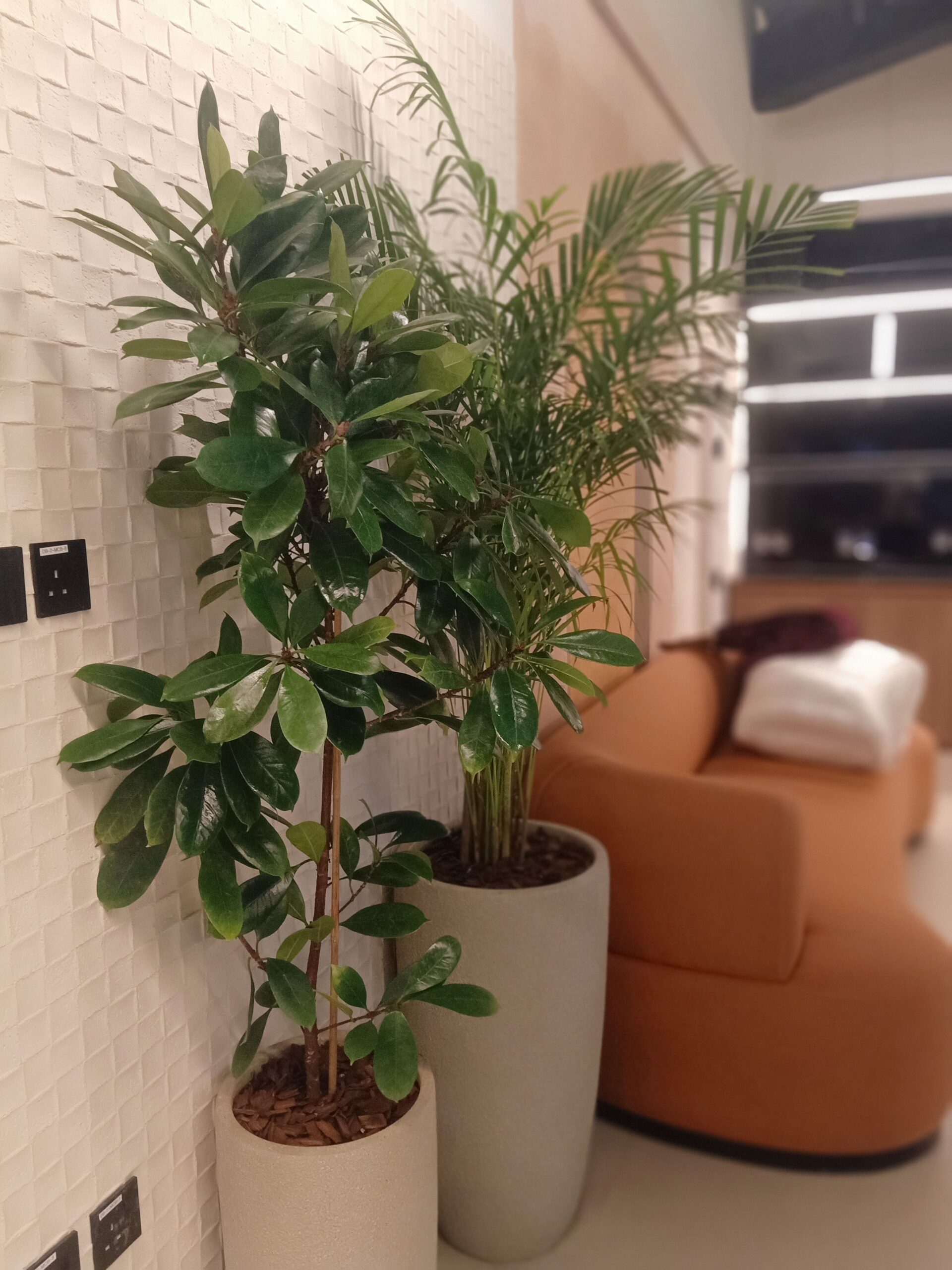 مشتل زراعي الرياض حي الملقا طريق الملك سلمان