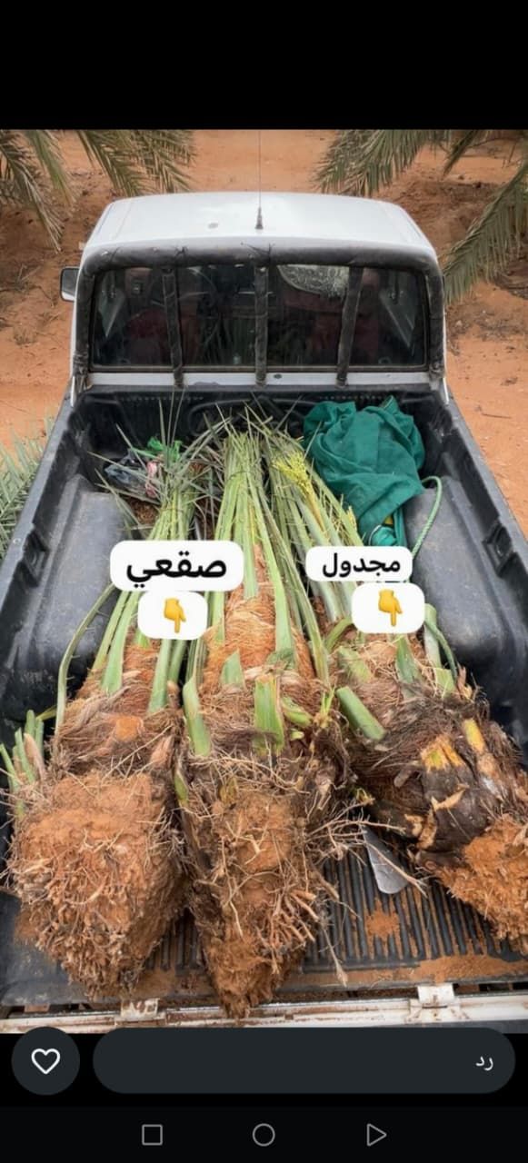 يوجد لدينا جميع أنواع الفسايل والفروخ النخيل