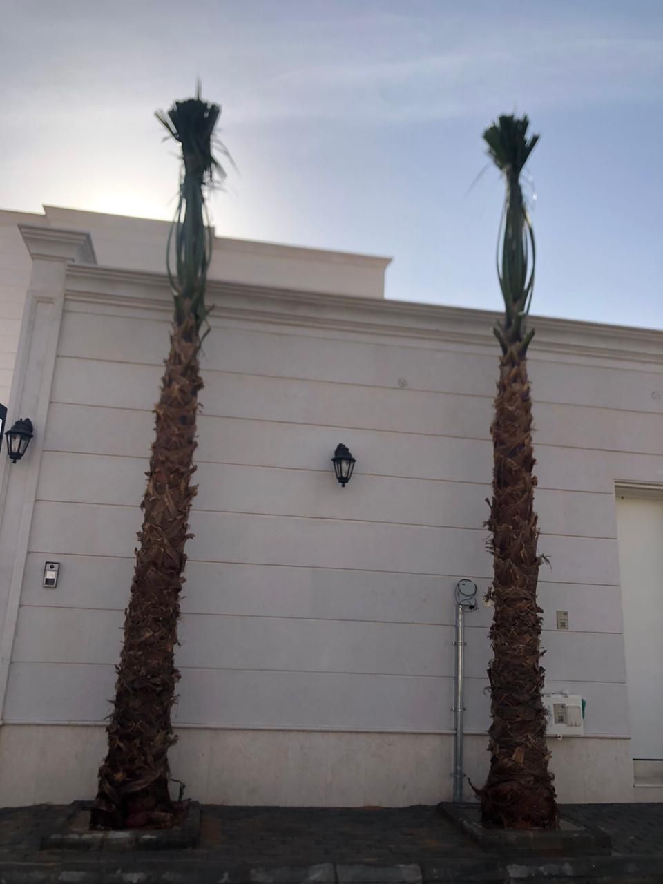 نخل واشنطني زينه جميع المقاسات متوفره قول كميات ال