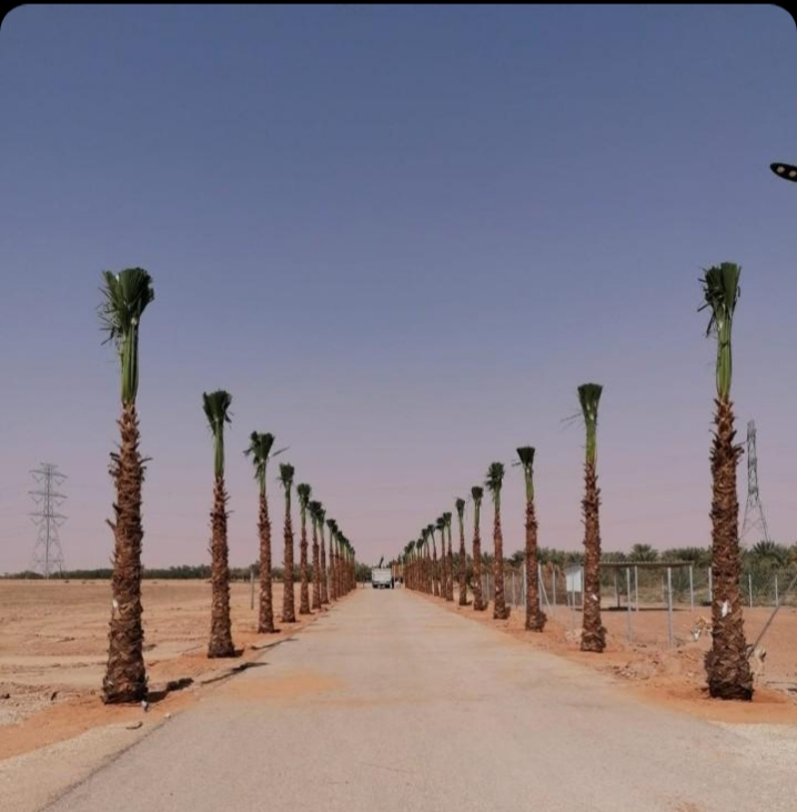 ارياض