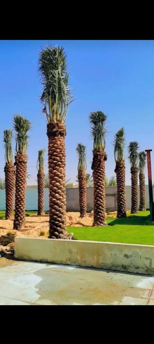 نخل عربي وزينه واشنطن