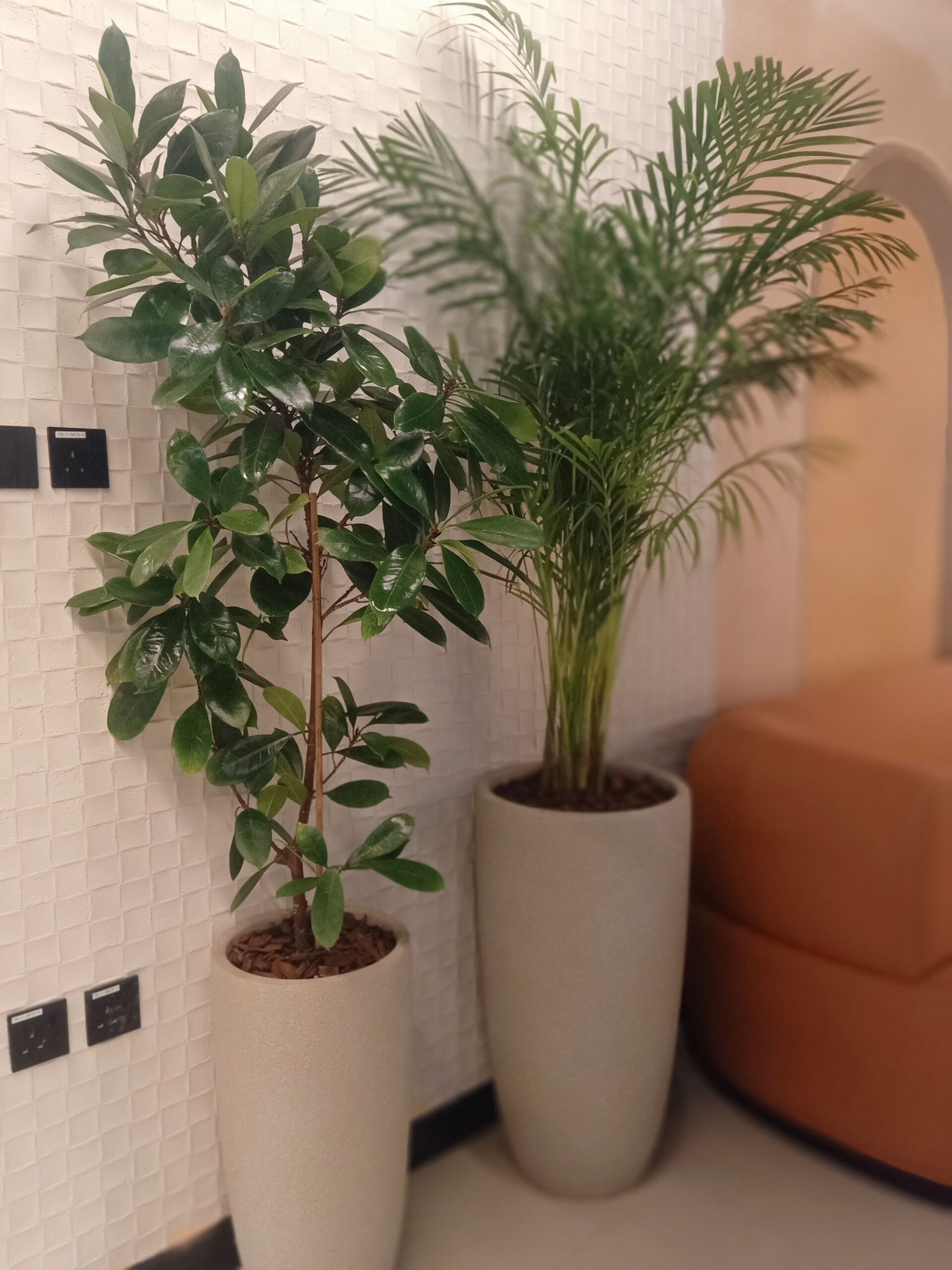 مشتل زراعي الرياض حي الملقا طريق الملك سلمان