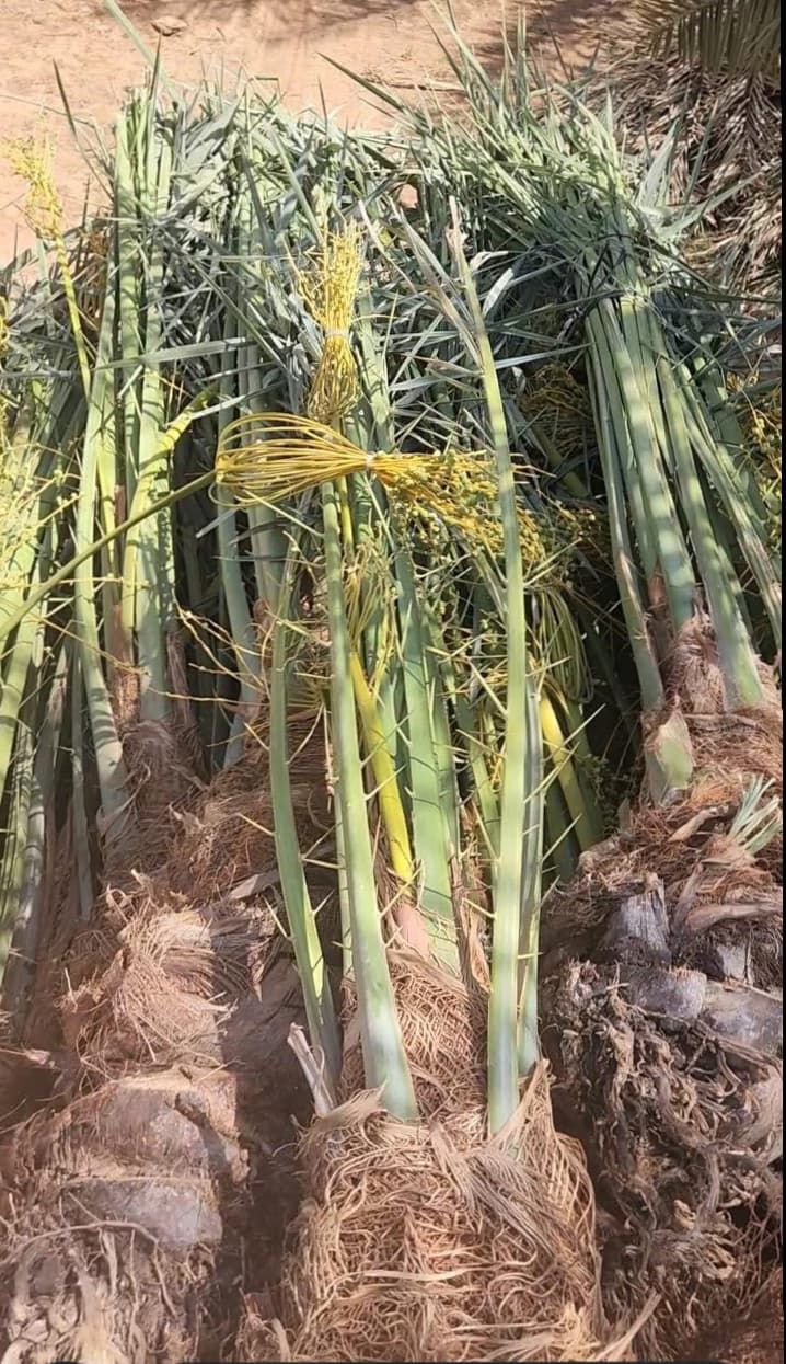 يوجد لدينا جميع أنواع الفسايل والفروخ النخيل