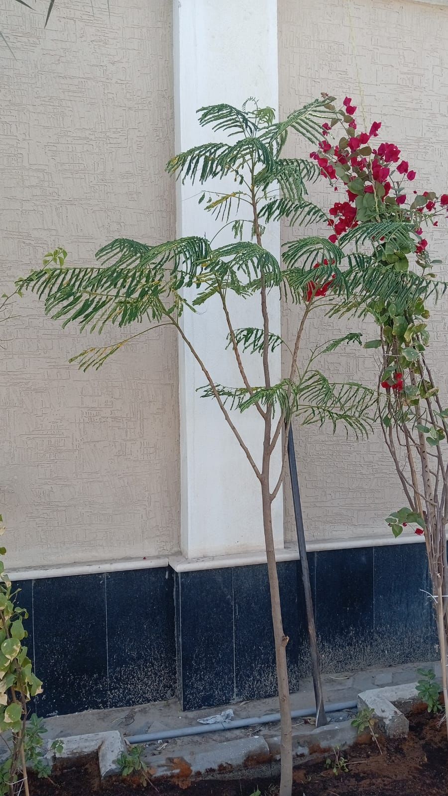 المهندس وليد ابو خالد