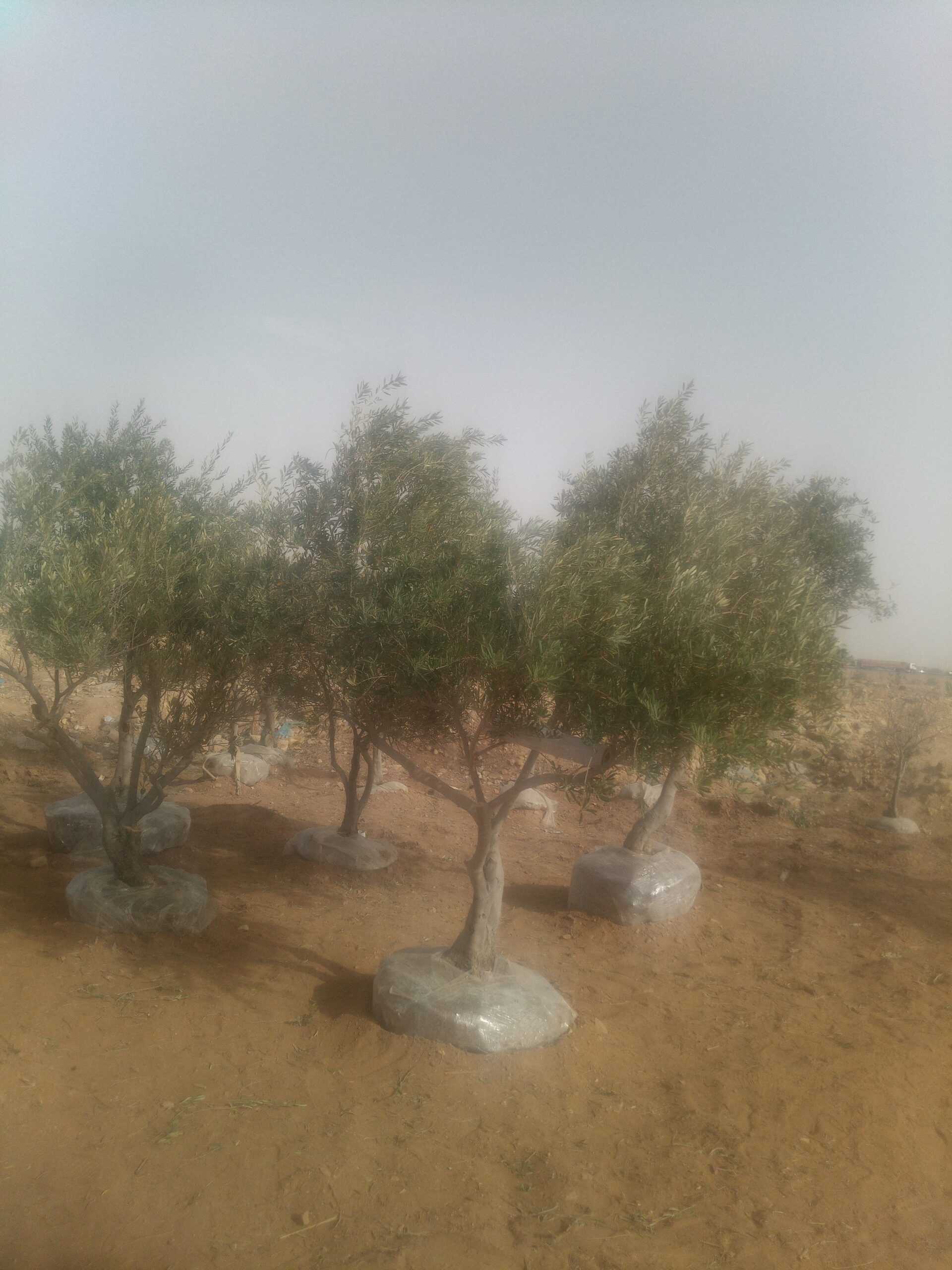 نخل واشنطني زينه جميع المقاسات متوفره قول كميات ال