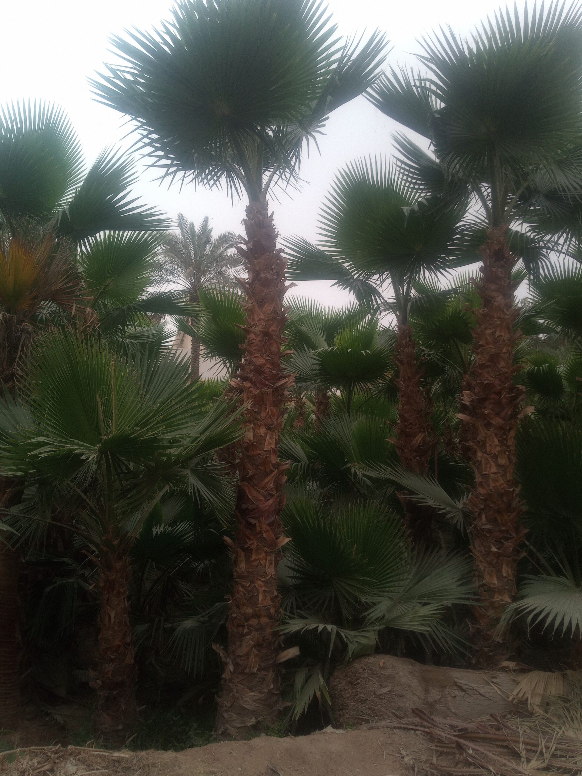 نخل واشنطني زينه جميع المقاسات متوفره قول كميات ال