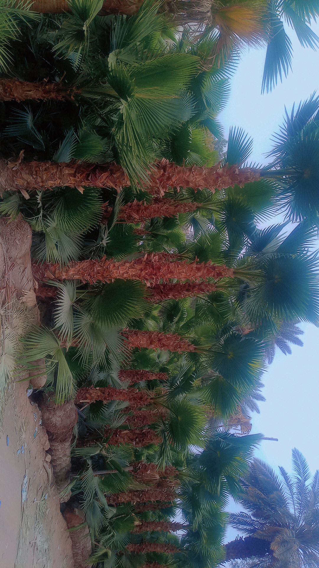 نخل واشنطني زينه جميع المقاسات متوفره قول كميات ال