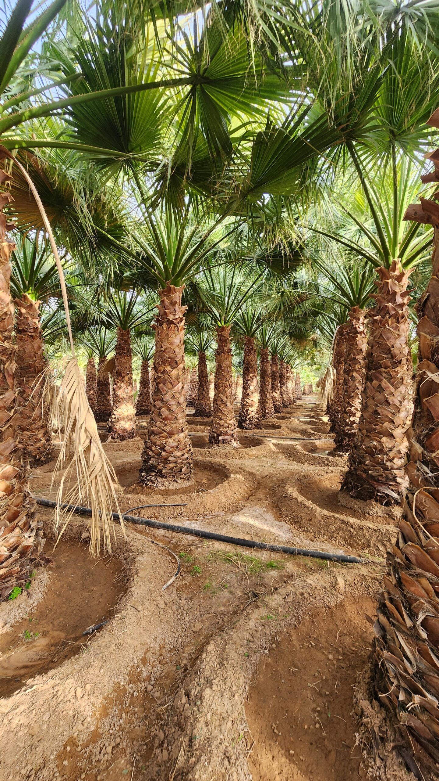 نخيل واشنطن زينه امريكي للبيع