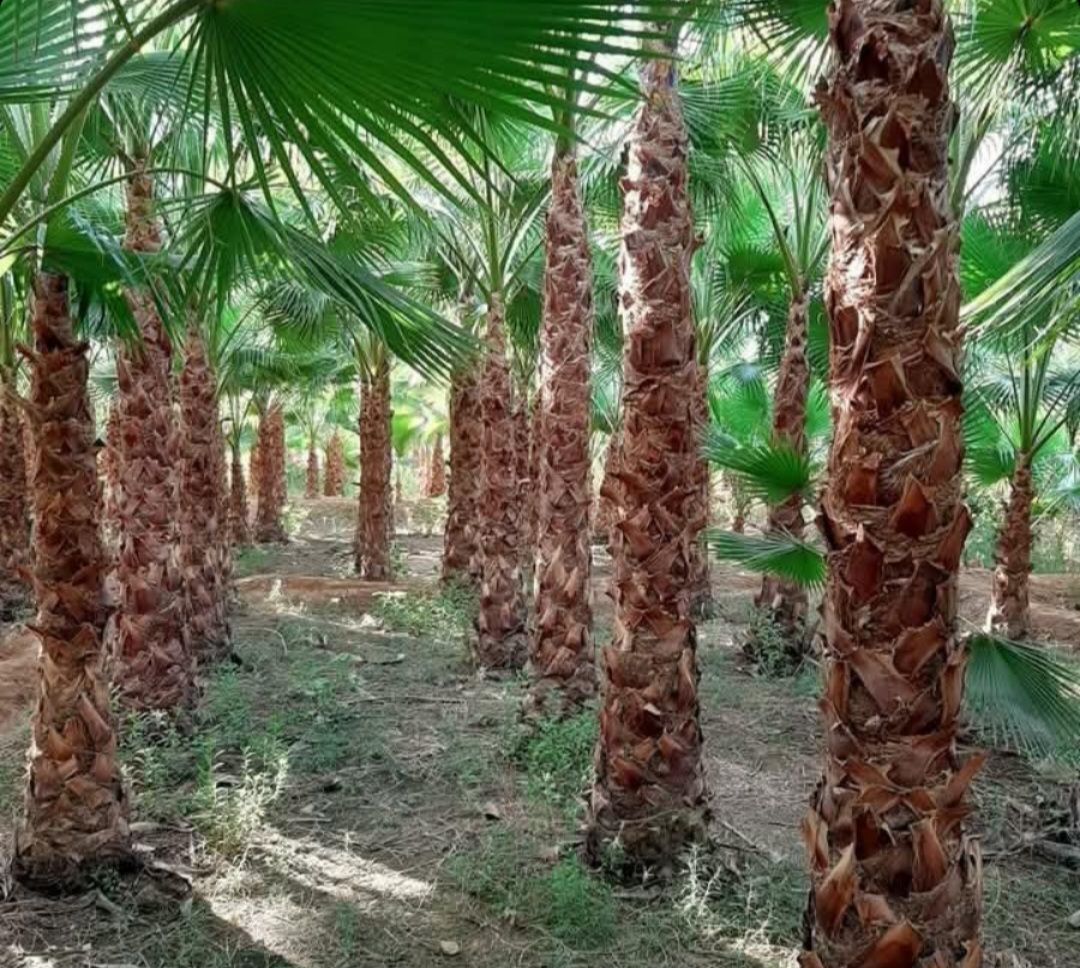 مشتل ومزرعه وجهه الخليج