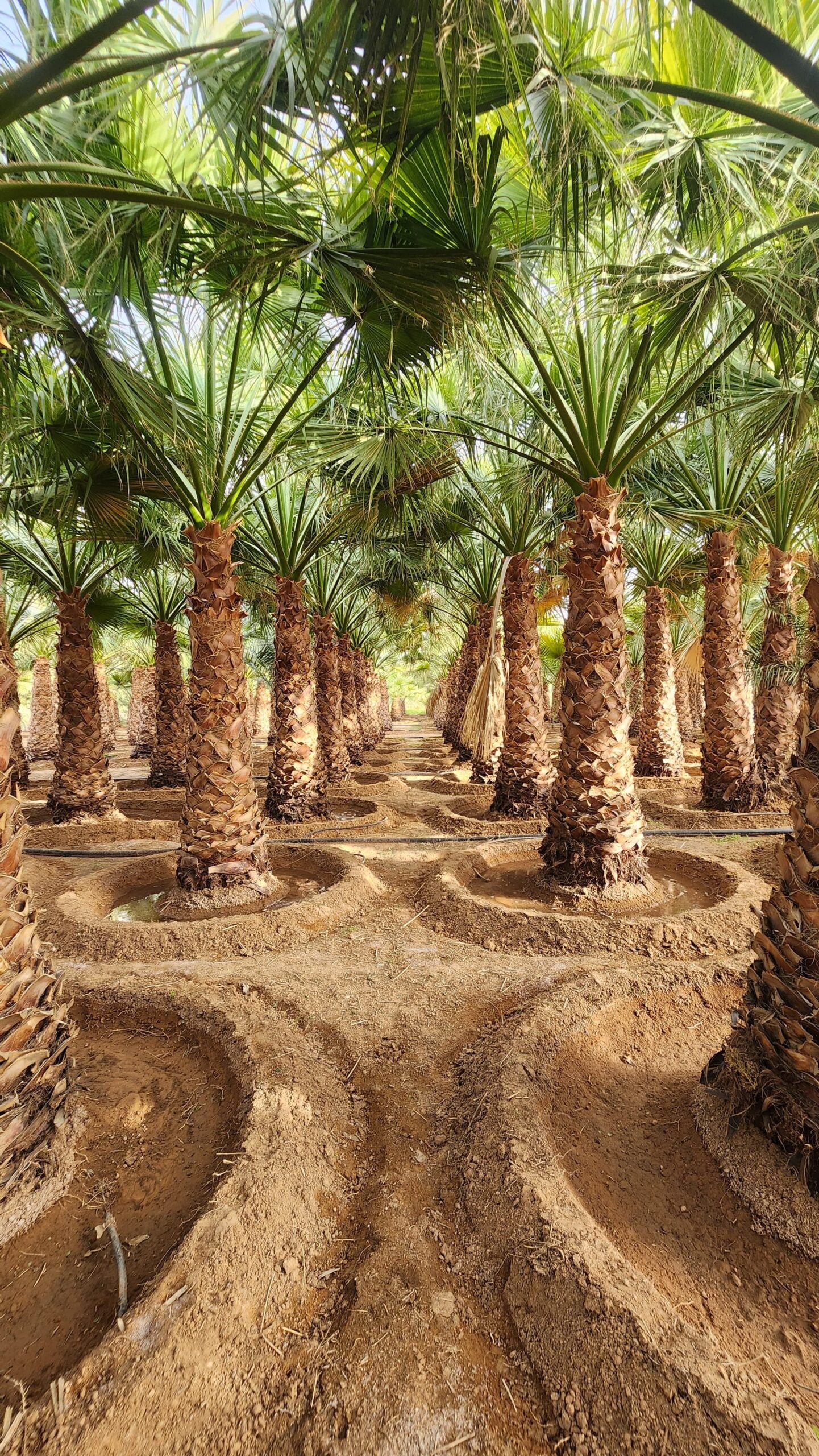 نخيل واشنطن زينه امريكي للبيع