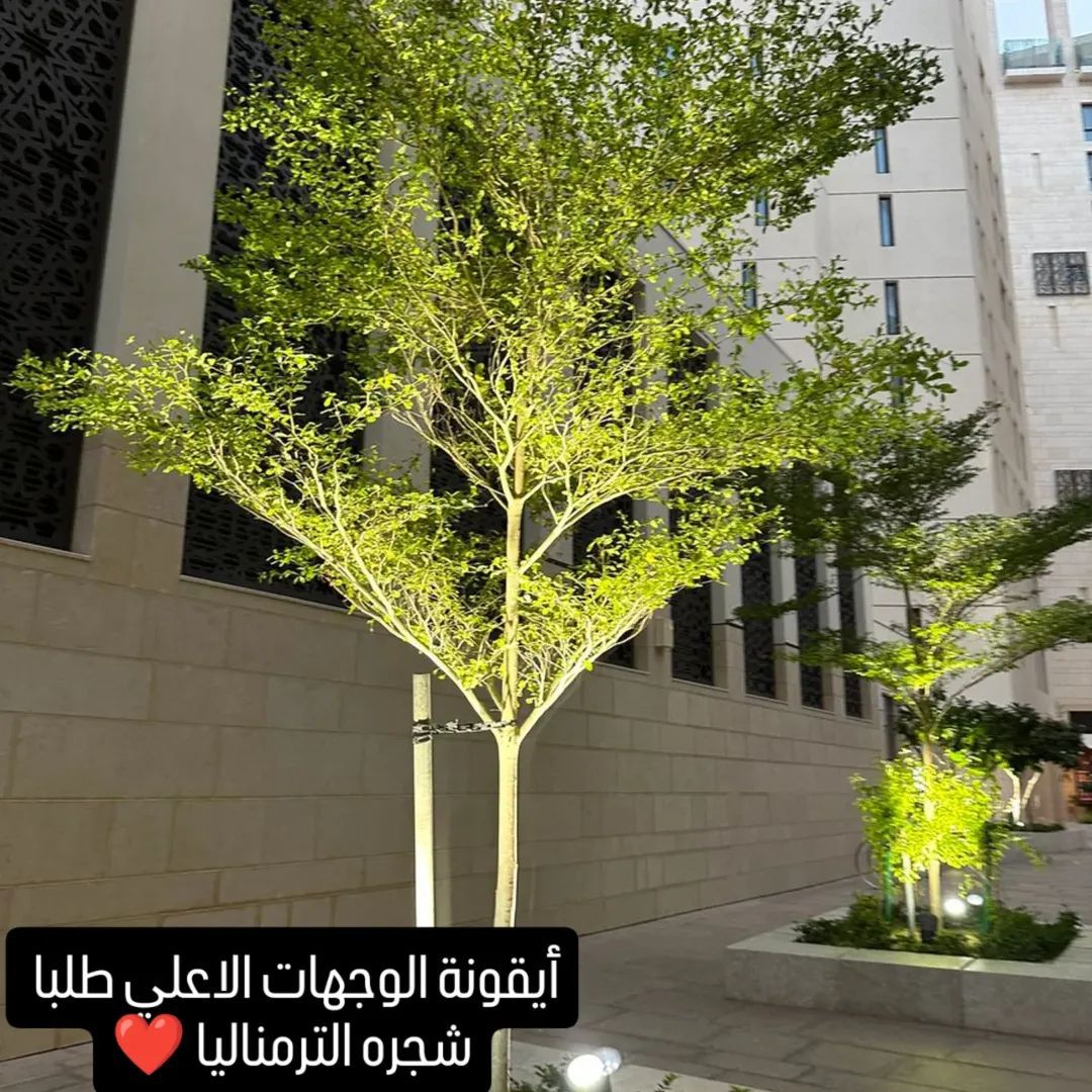 مشتل زراعي الرياض حي الملقا طريق الملك سلمان