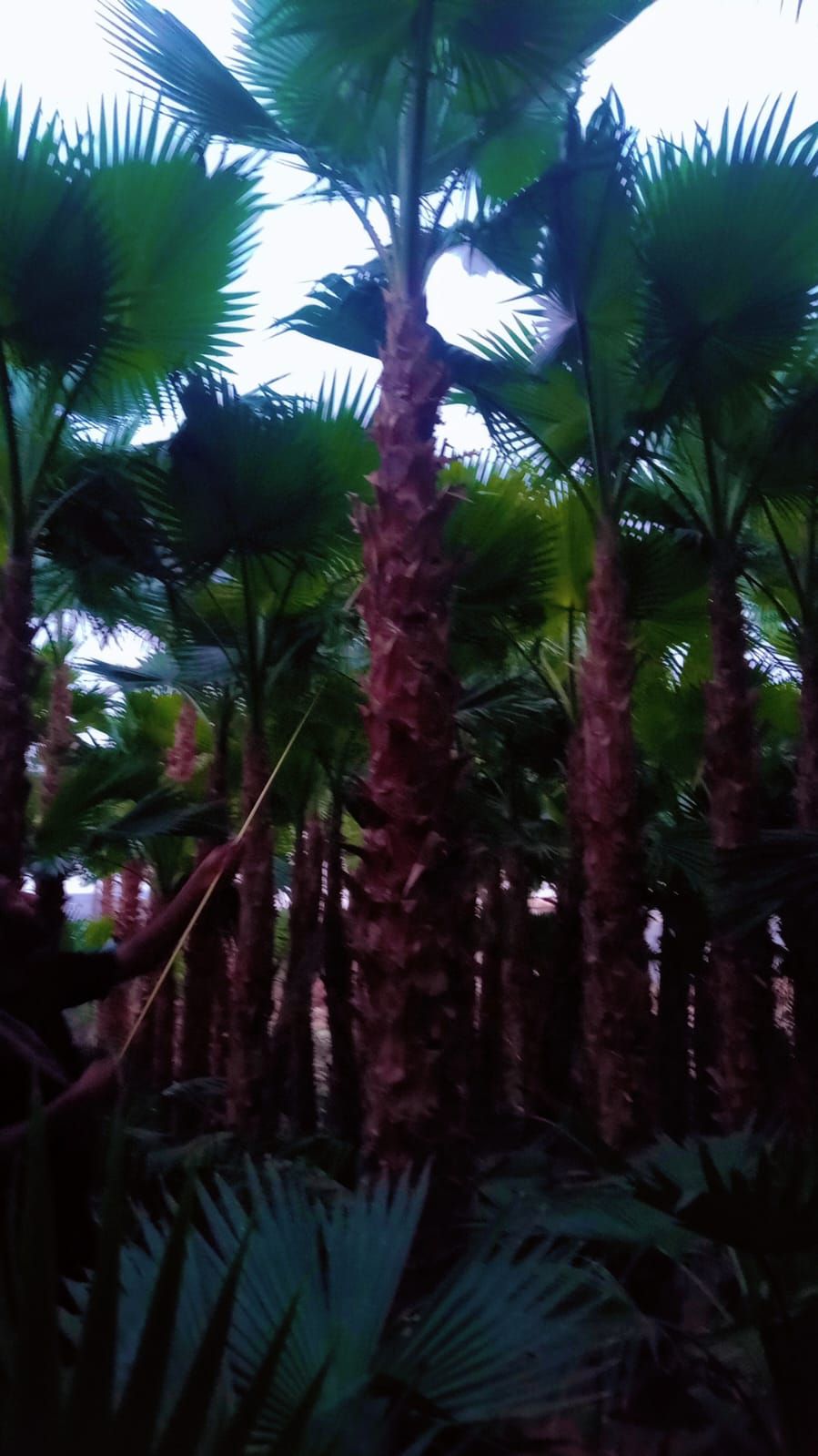 نخل واشنطني زينه جميع المقاسات متوفره قول كميات ال