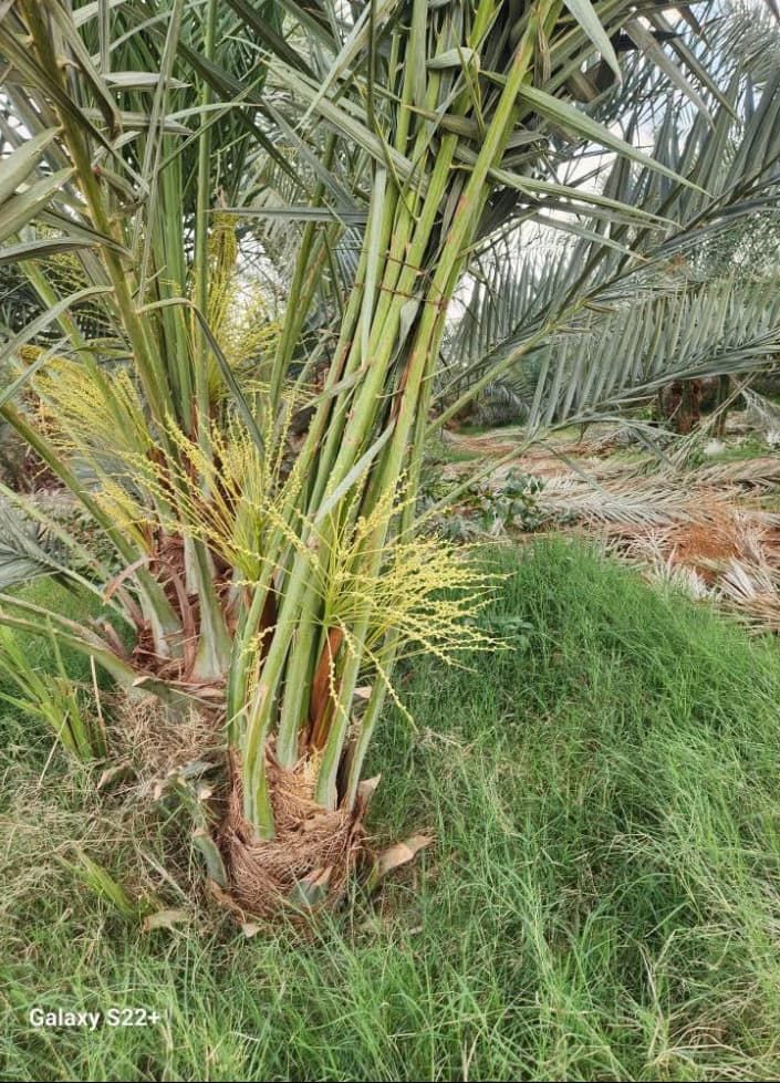 يوجد لدينا جميع أنواع الفسايل والفروخ النخيل