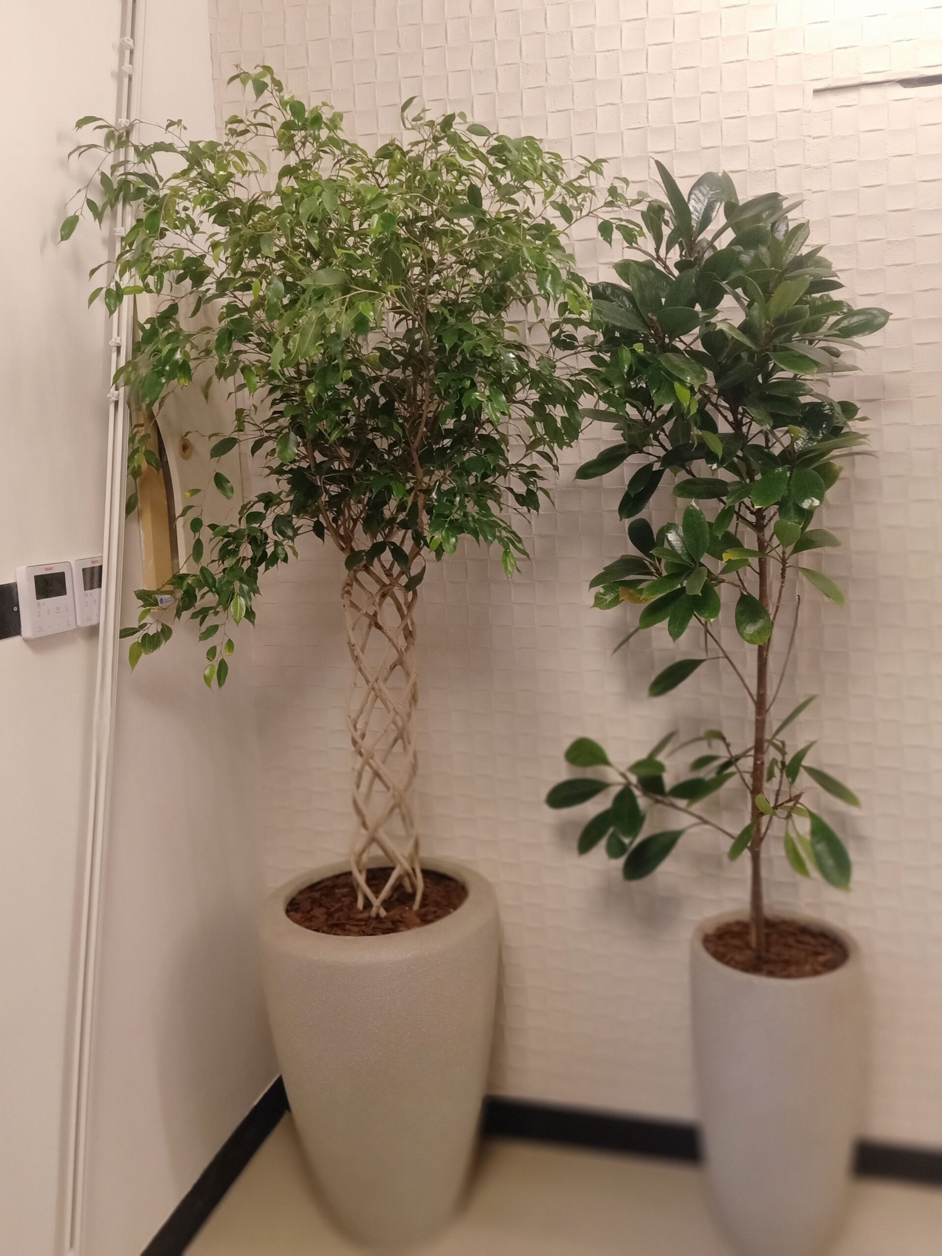 مشتل زراعي الرياض حي الملقا طريق الملك سلمان