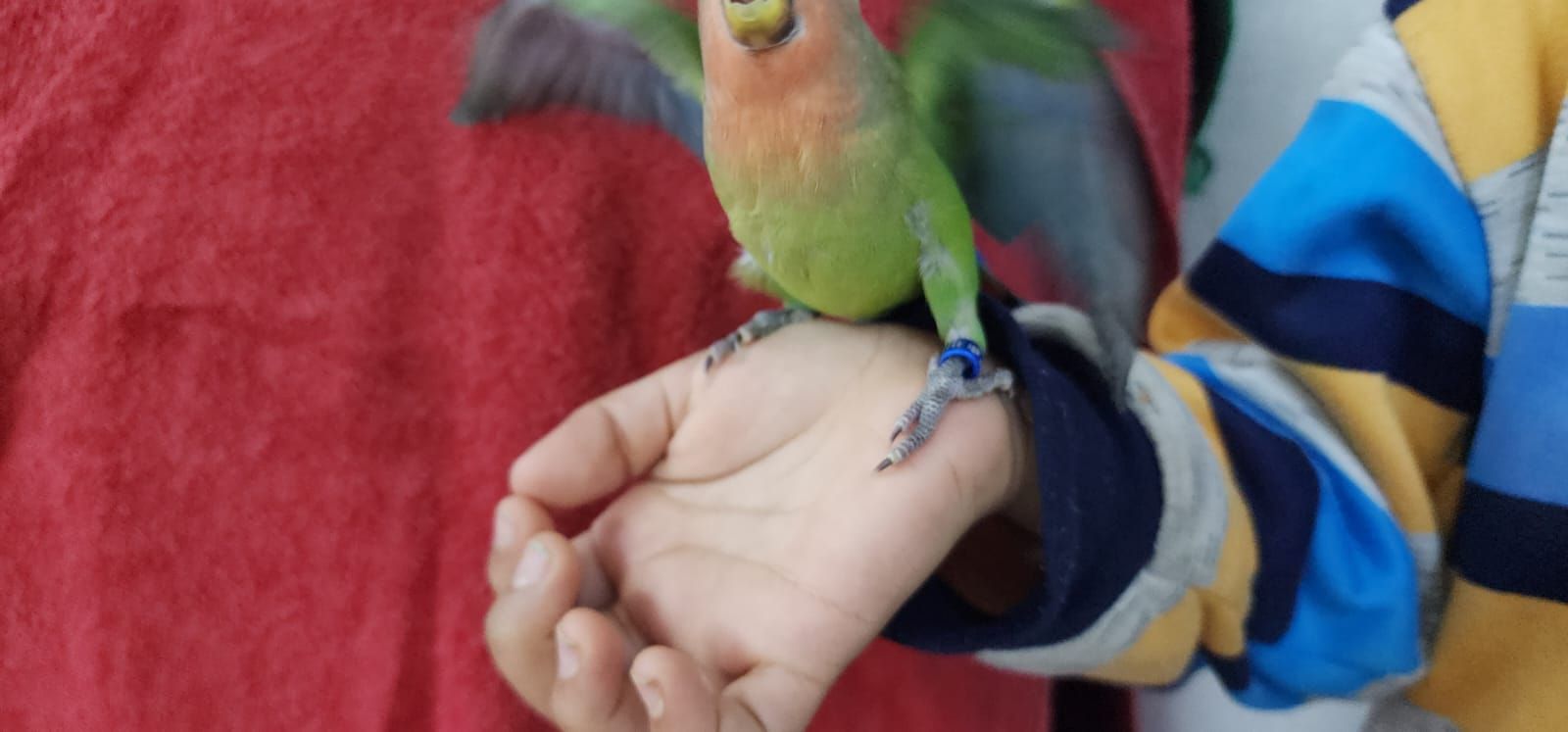 روز اليف وهدد مع الصغير والكبير