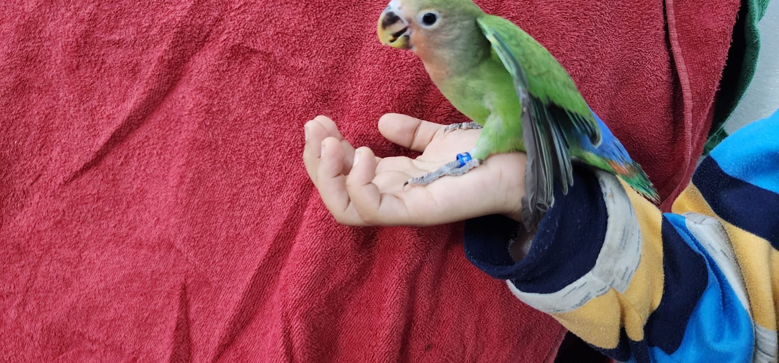 روز اليف وهدد مع الصغير والكبير