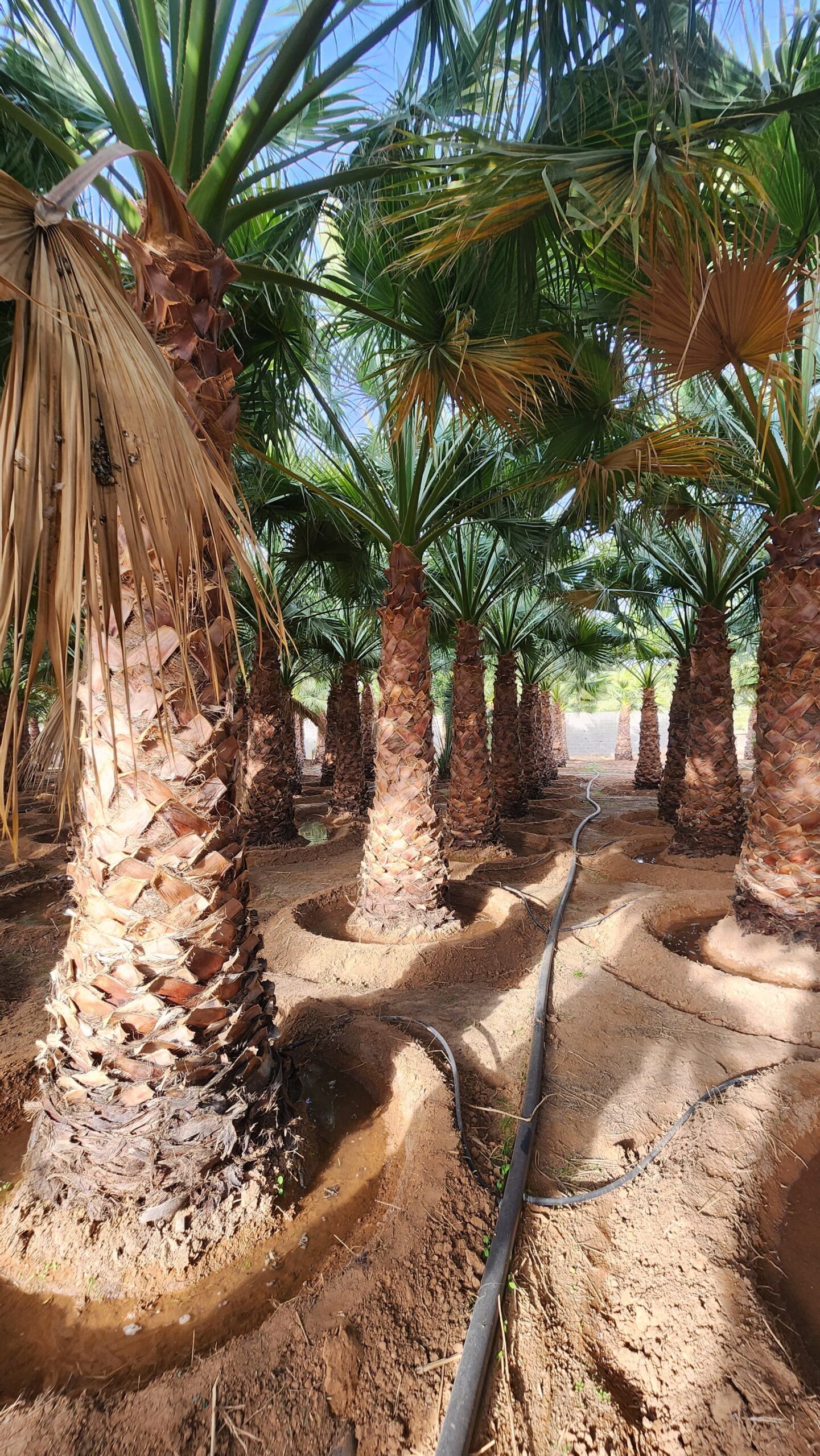 نخيل واشنطن زينه امريكي للبيع