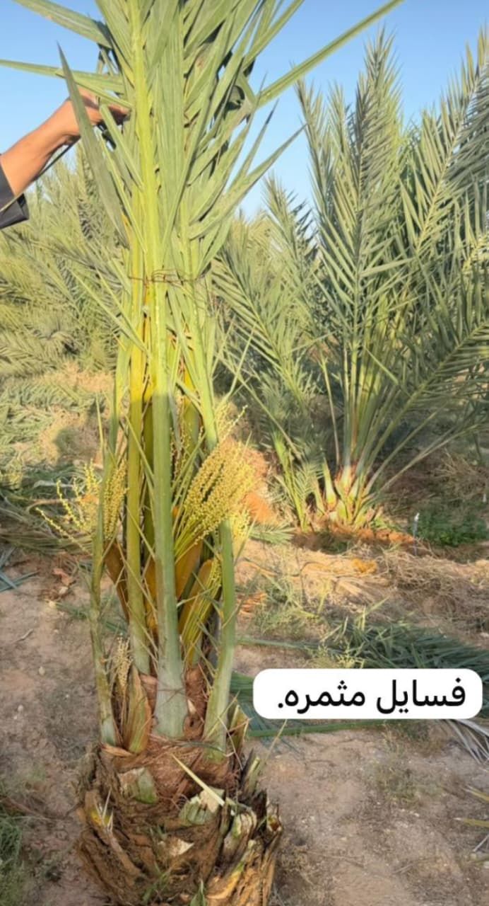 يوجد لدينا جميع أنواع الفسايل والفروخ النخيل