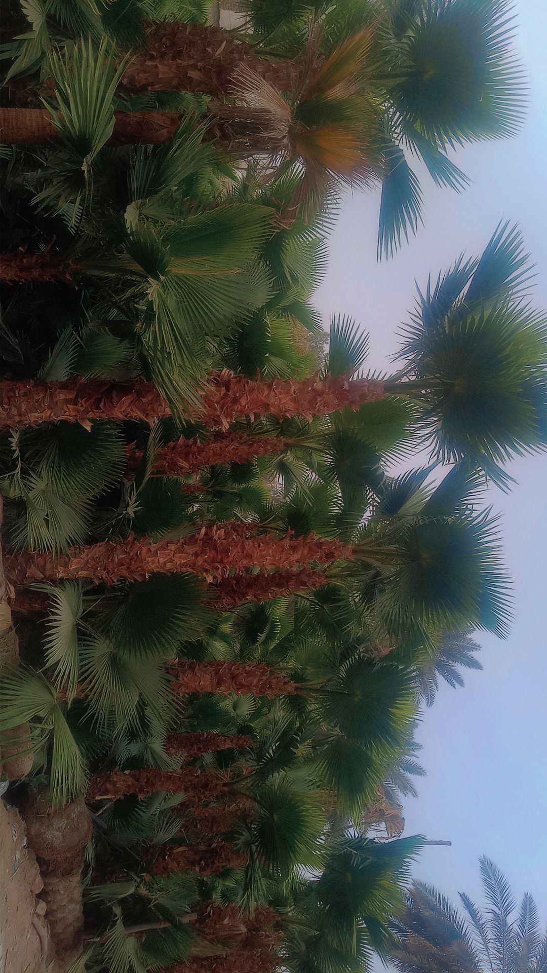 نخل واشنطني زينه جميع المقاسات متوفره قول كميات ال