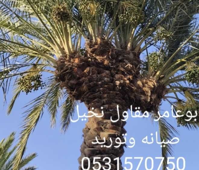 نخل عربي وزينه واشنطن