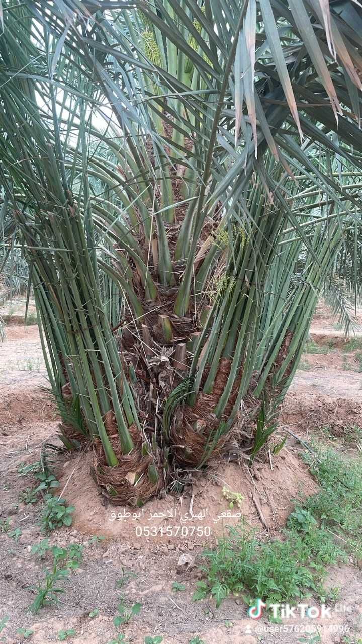 نخل عربي وزينه واشنطن