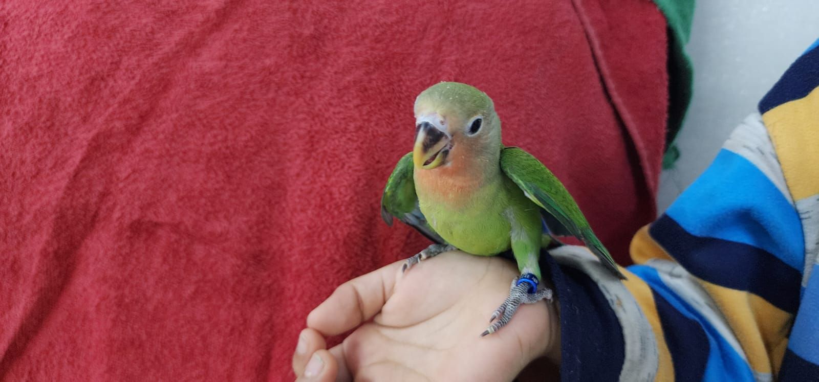 روز اليف وهدد مع الصغير والكبير