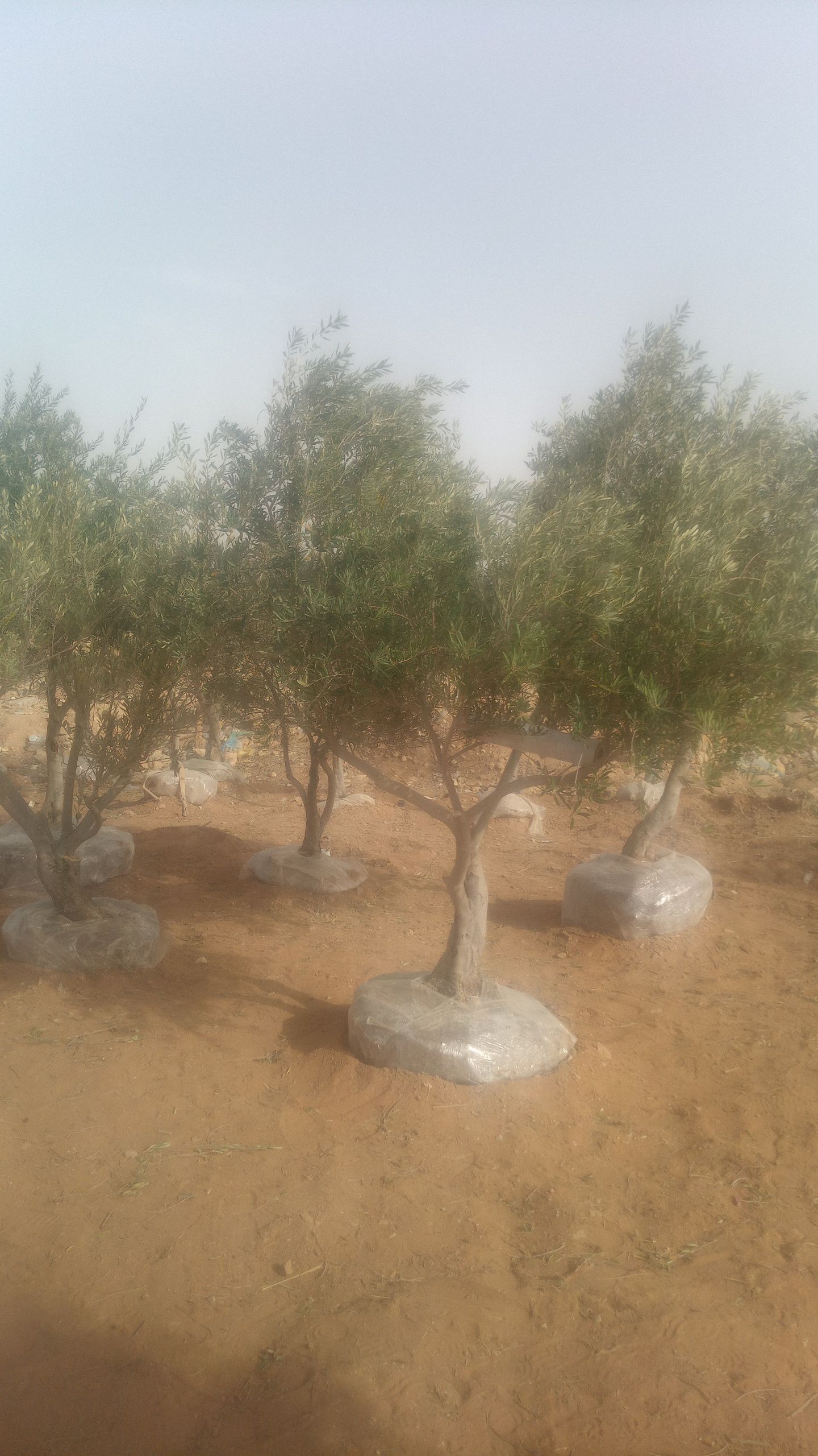 نخل واشنطني زينه جميع المقاسات متوفره قول كميات ال