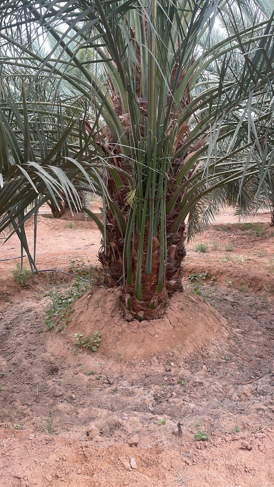 نخل عربي وزينه واشنطن