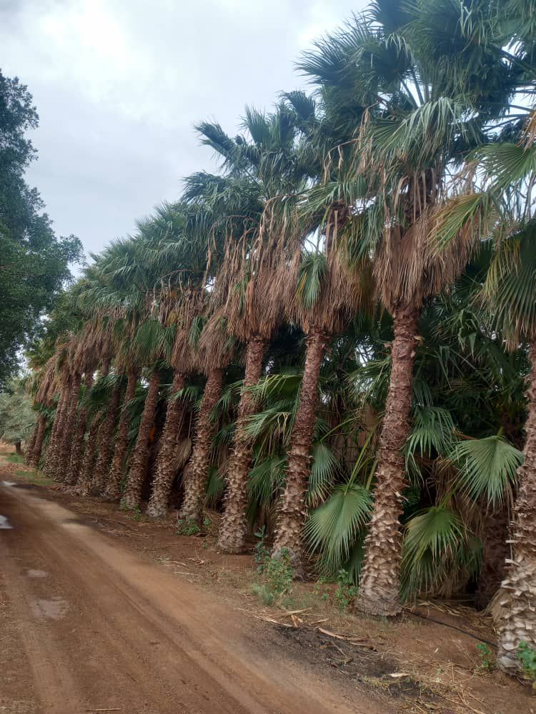 نخل واشنطني زينه جميع المقاسات متوفره قول كميات ال