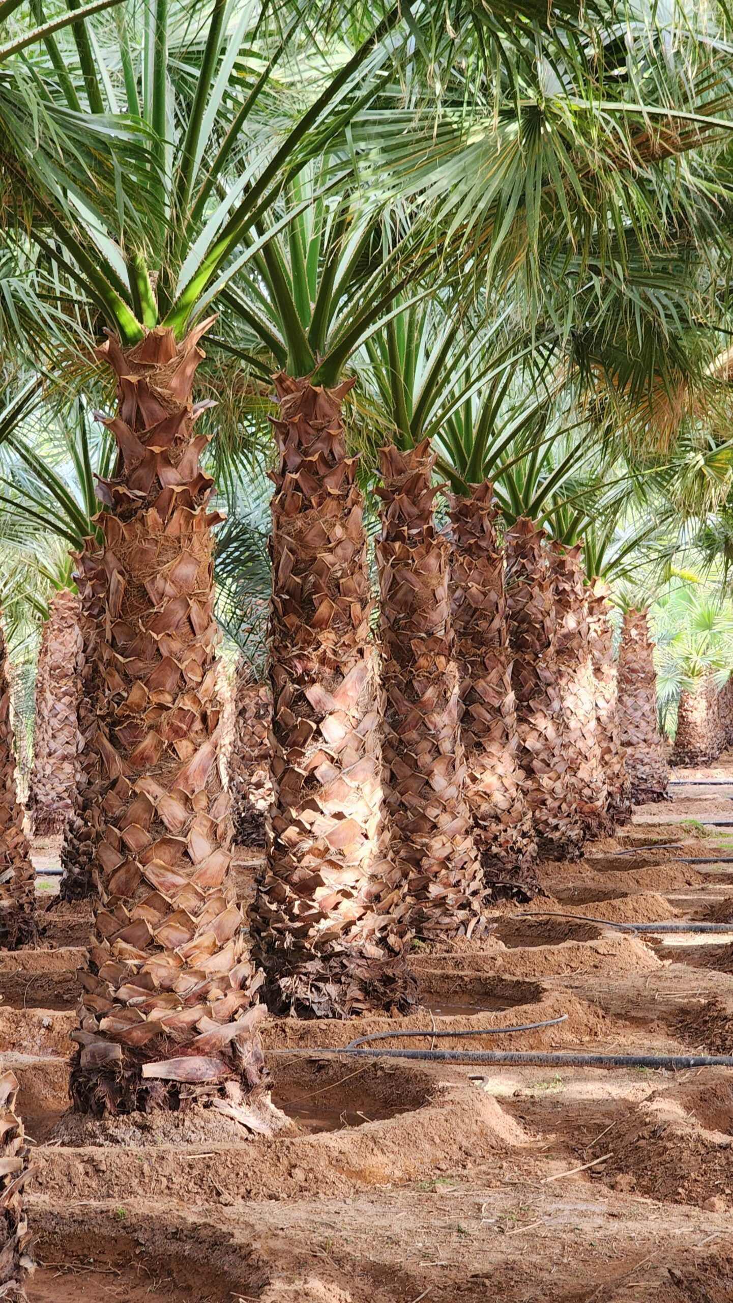 نخيل واشنطن زينه امريكي للبيع