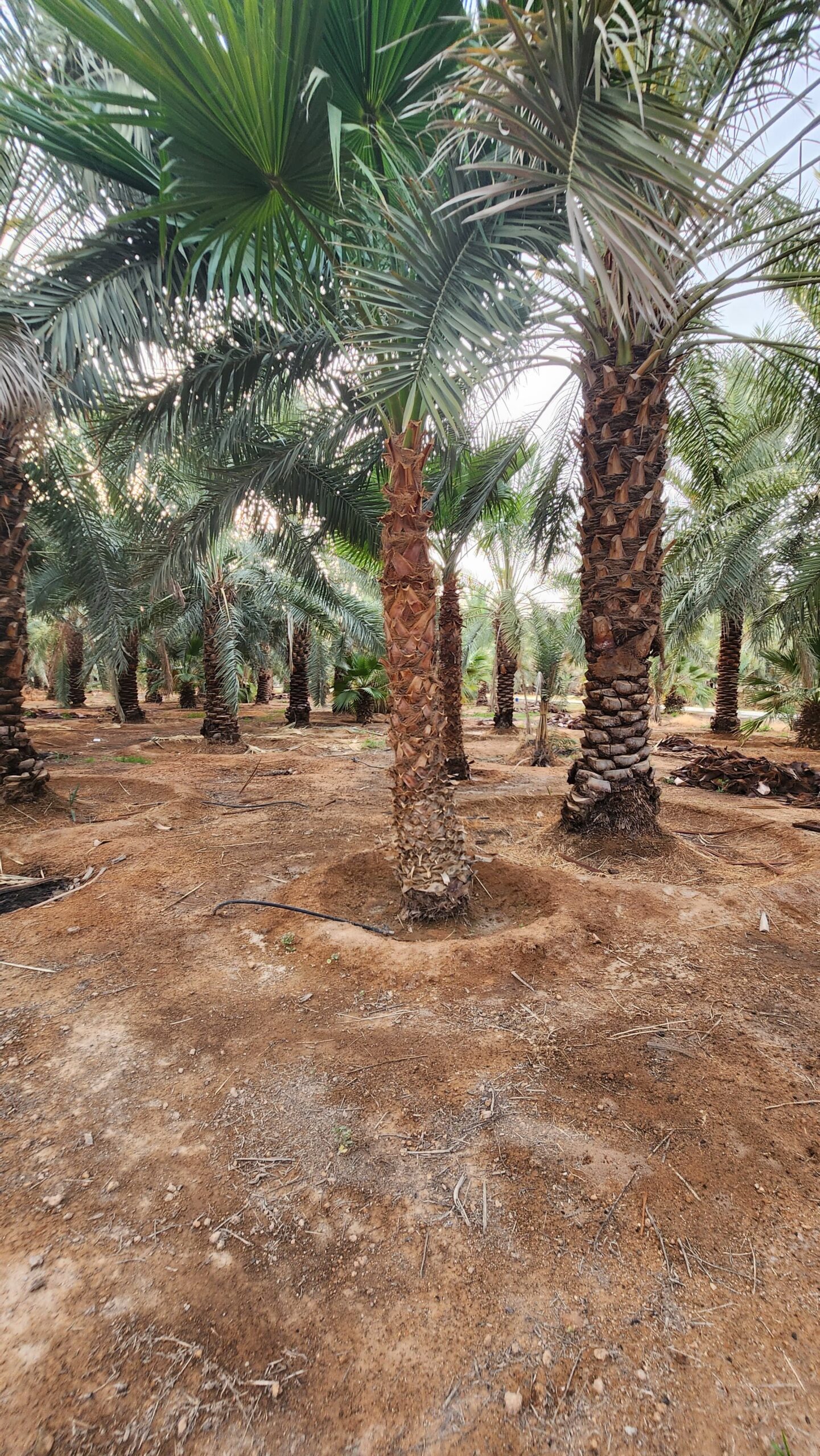 نخيل واشنطن زينه امريكي للبيع