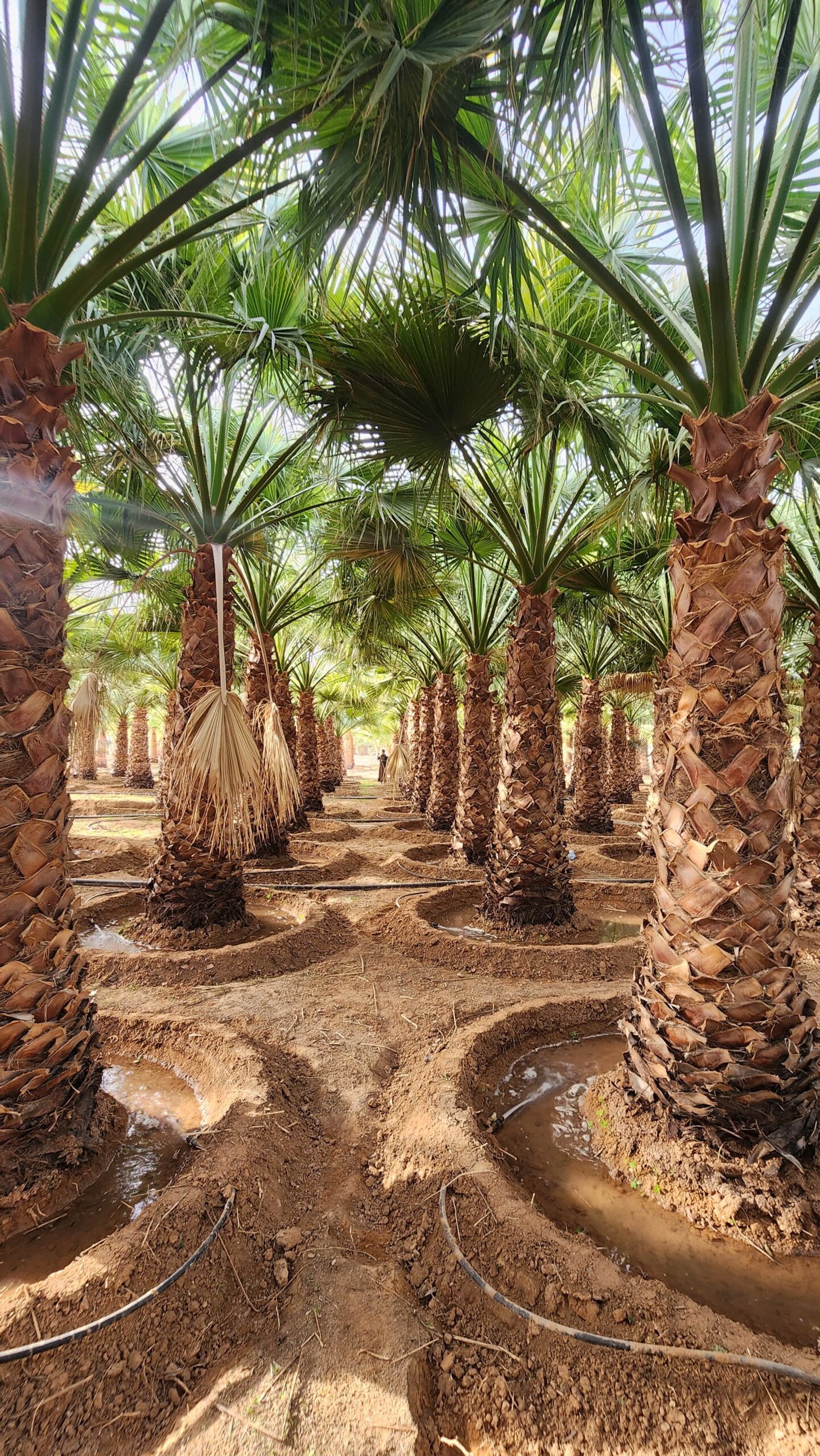 نخيل واشنطن زينه امريكي للبيع