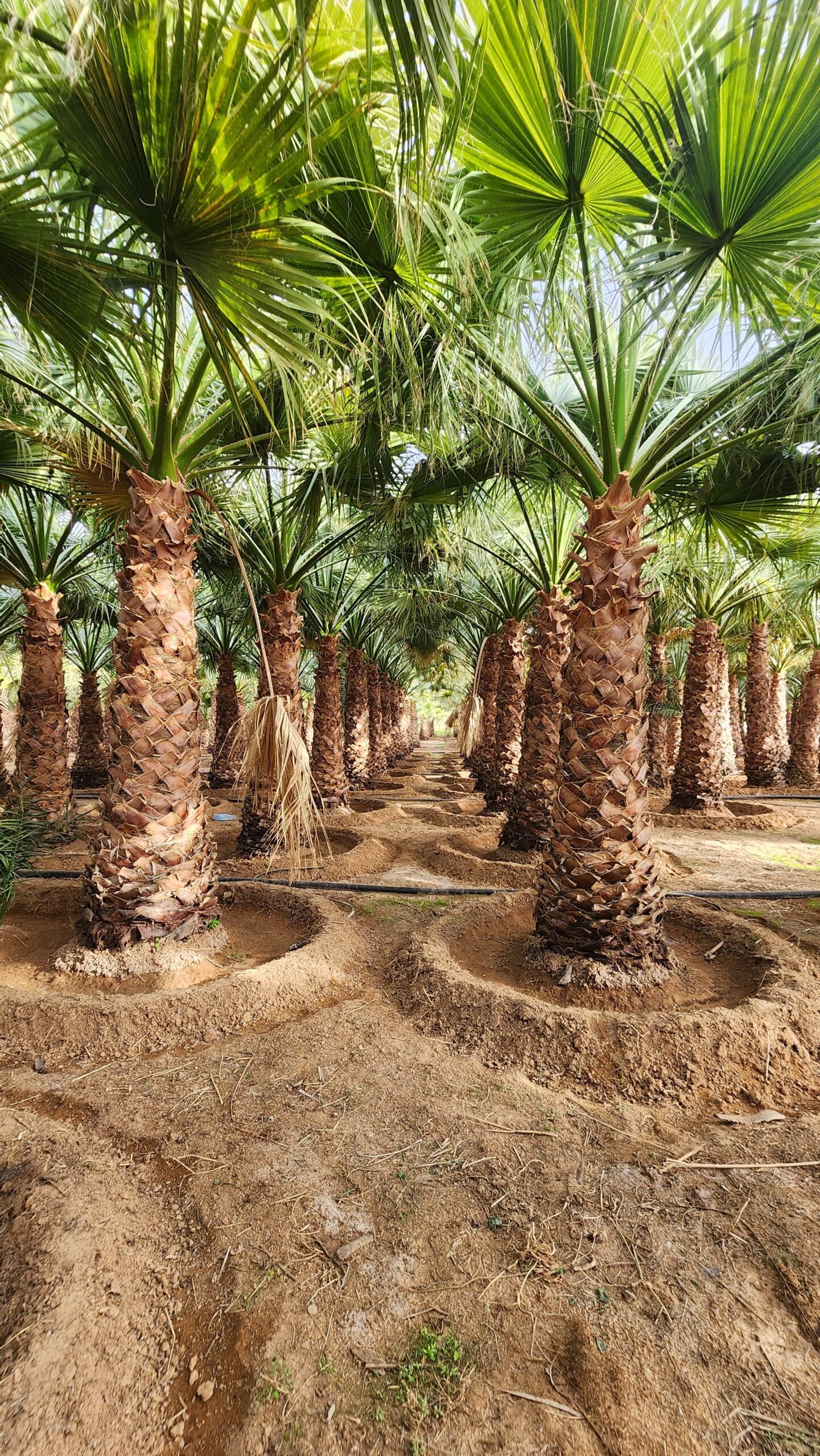 نخيل واشنطن زينه امريكي للبيع