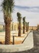 الرياض