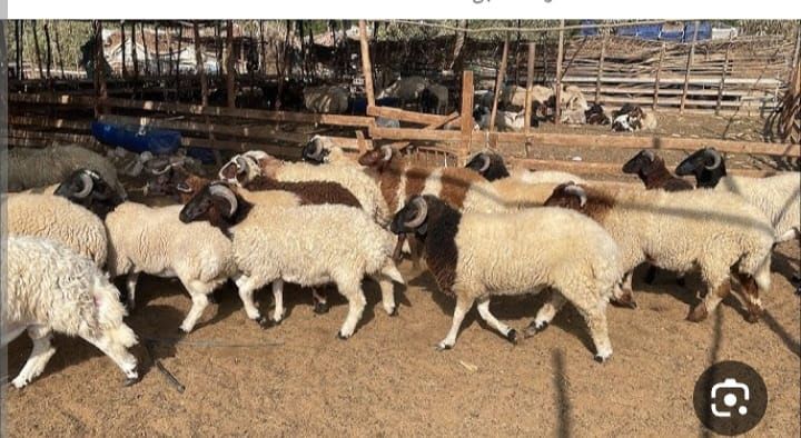 جزار بالمدينة المنورة