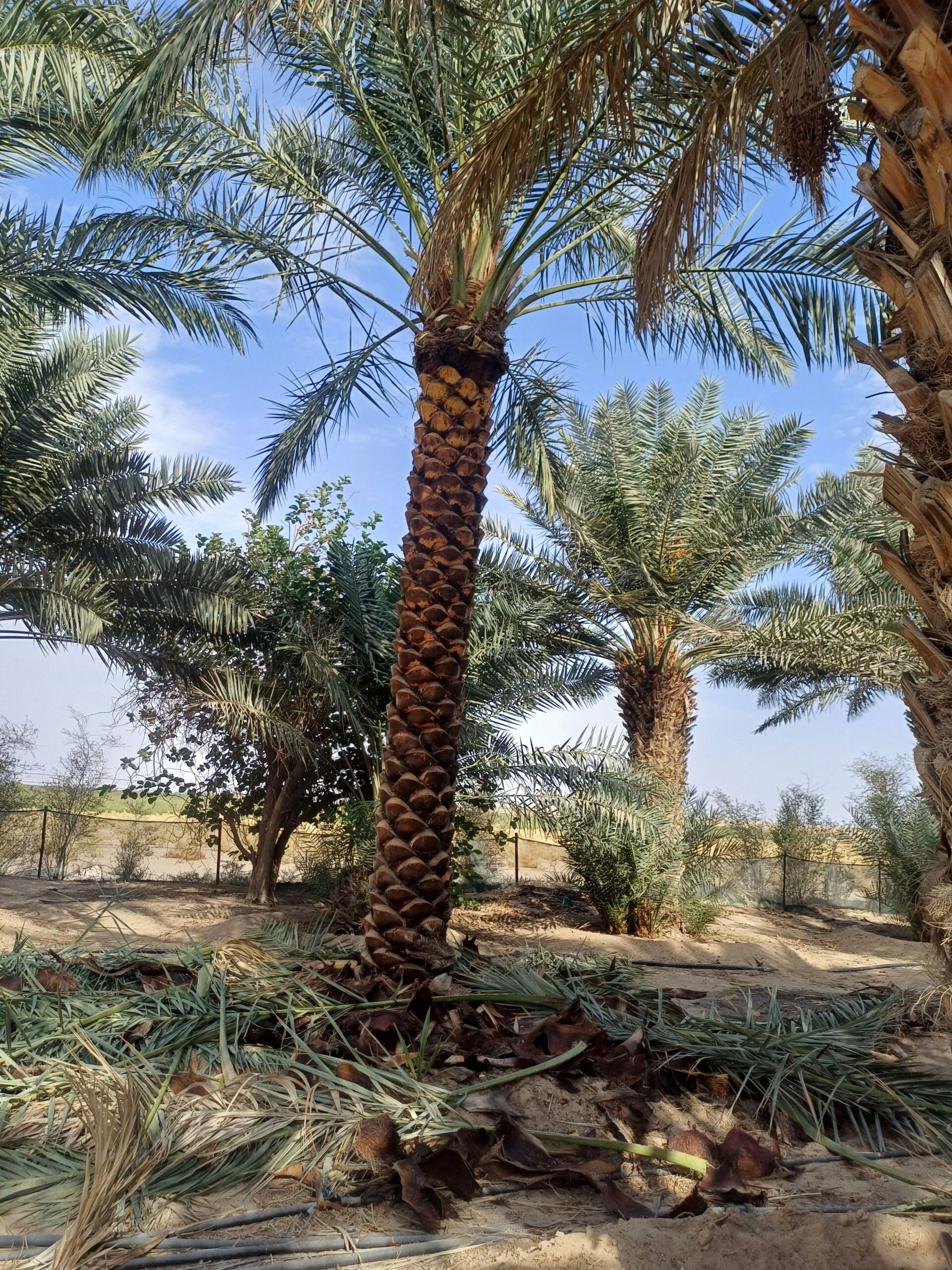 نقوم بتورد وتركيب جميع النواع الشبوك ونخيل
