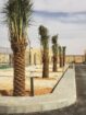 الرياض