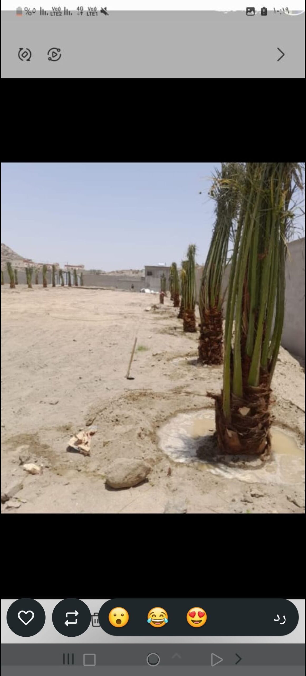 يتوفر لدينا جميع انواع النخيل وجميع المقاسات نخيل