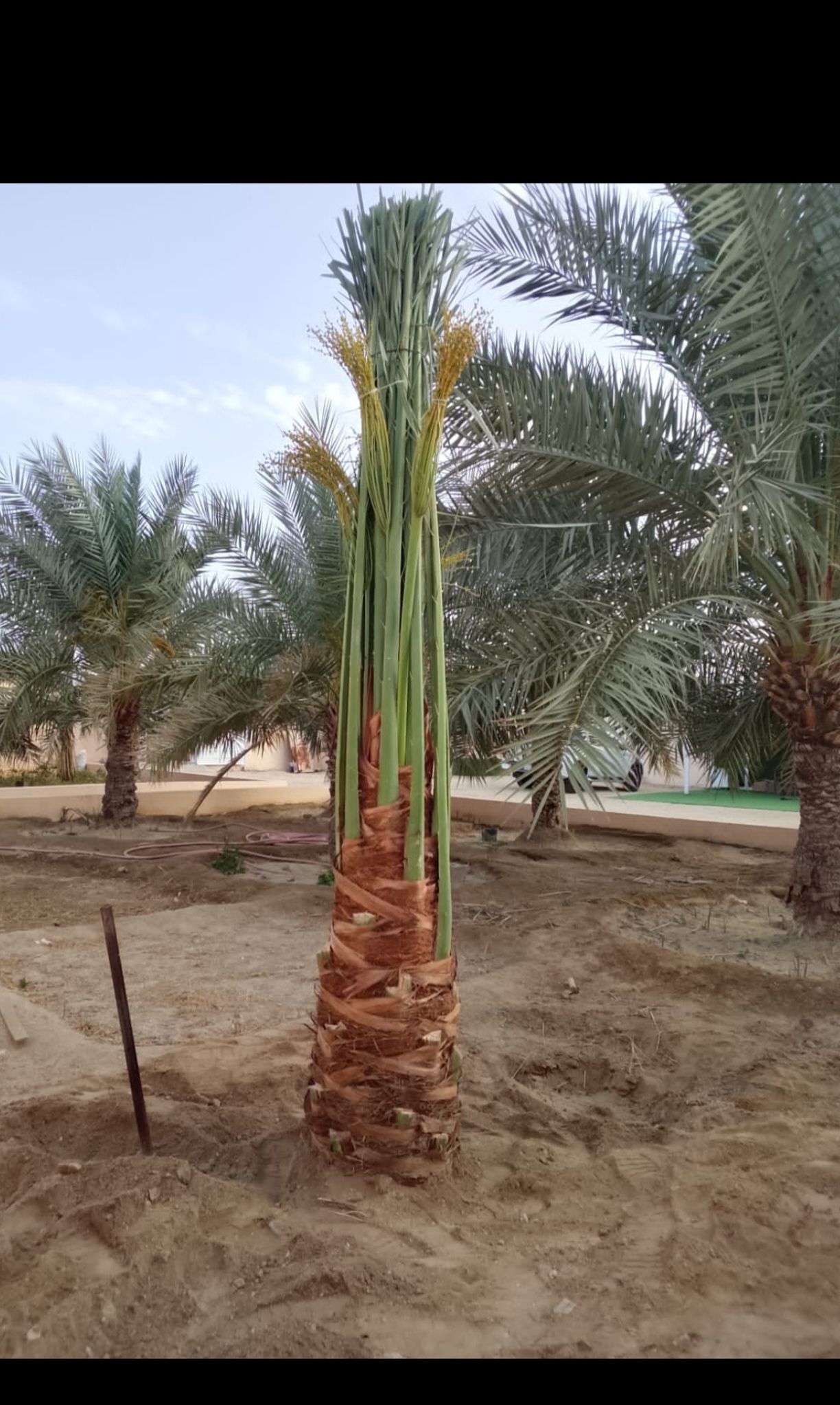 يتوفر لدينا جميع انواع النخيل وجميع المقاسات نخيل