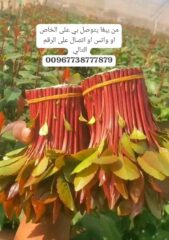 996ccfec-685c-4d8b-ac70-d073817d6249
