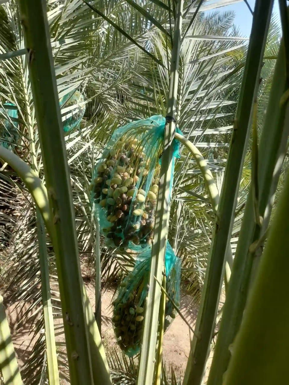 الخدمات نقل العفش انا سواك و شغل تحميل و تنزل تكسي