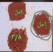 بطخاء خائل اخمر جلساء