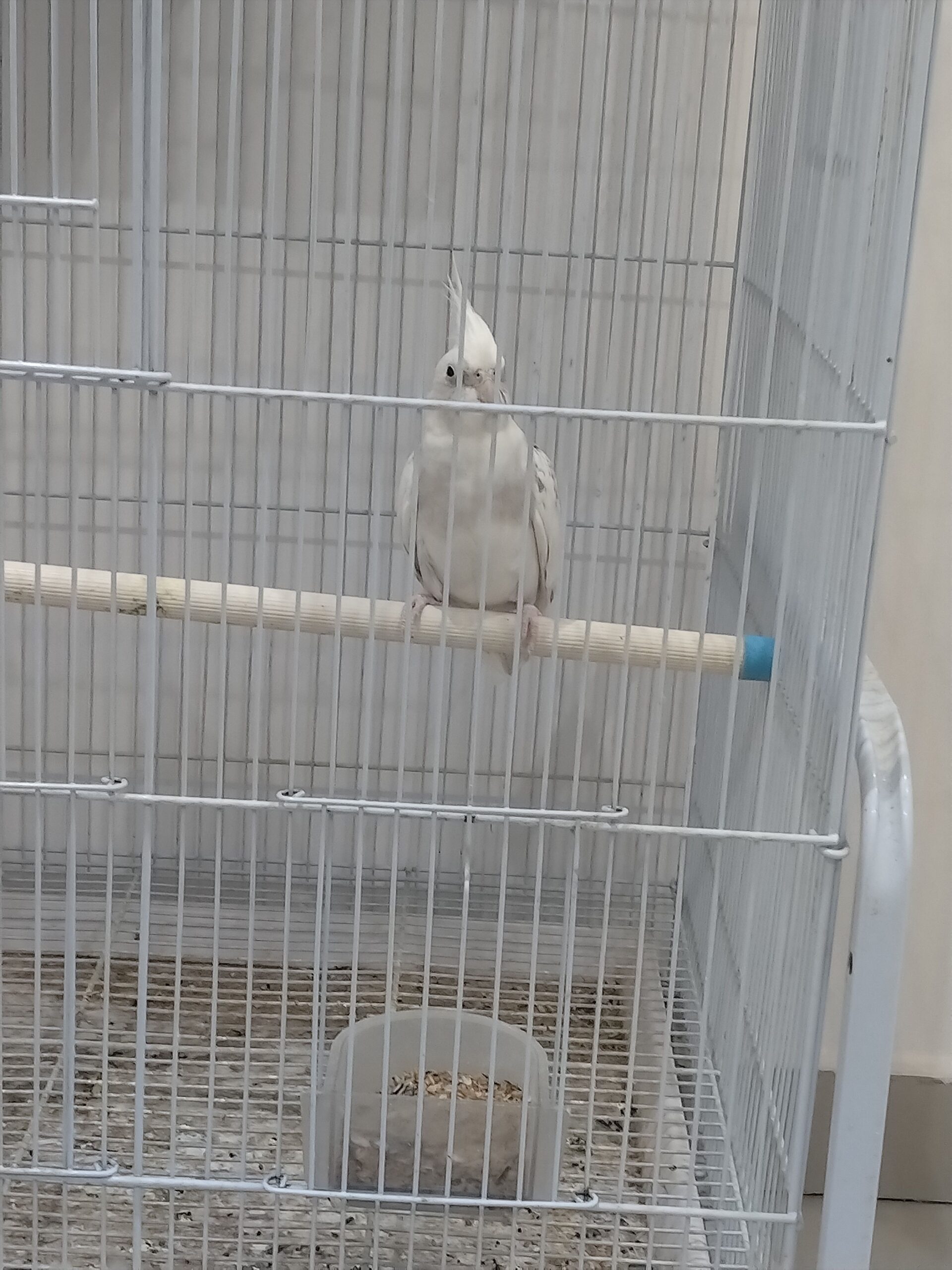 الرس